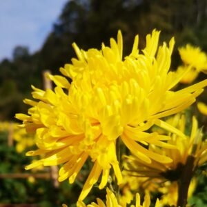 Golden Silk Chrysanthemum – Bulk Grade A